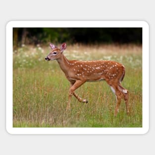 Fawn and Free - White-tailed Deer Sticker